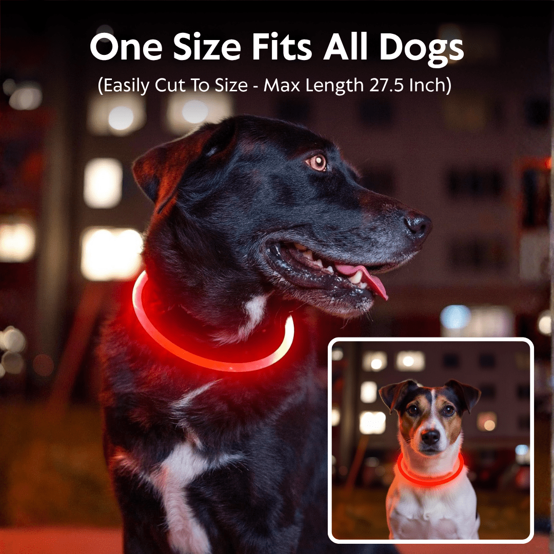 Light-Up Dog Collar